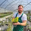 Kép 2/2 - Lamium galeobdolon – Erdei sárgaárvacsalán