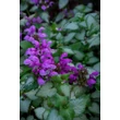 Kép 2/2 - Lamium maculatum 'Pink Nancy' – Foltos árvacsalán