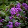 Kép 1/4 - Lamium maculatum 'Red Nancy' - Sötét rózsaszín foltos árvacslán 