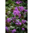 Kép 2/4 - Lamium maculatum 'Red Nancy' - Foltos árvacsalán