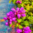 Kép 2/3 - Lamium maculatum 'Red Nancy' - Foltos árvacsalán