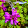 Kép 3/3 - Lamium maculatum 'Red Nancy' - Foltos árvacsalán