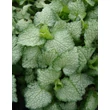 Kép 1/2 - Lamium maculatum 'White Nancy' - Foltos árvacsalán (fehér)