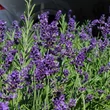 Kép 1/2 - Lavandula angustifolia 'Ardeche Blue' – Angol vagy közönséges levendula