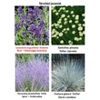 Kép 2/2 - Lavandula angustifolia 'Ardeche Blue' – Angol vagy közönséges levendula