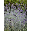 Kép 1/5 - Lavandula angustifolia 'Silver Mist' – Angol levendula, keskenylevelű levendula, orvosi levendula, közönséges levendula