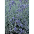 Kép 3/5 - Lavandula angustifolia 'Silver Mist' – Angol levendula, keskenylevelű levendula, orvosi levendula, közönséges levendula