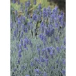 Kép 4/5 - Lavandula angustifolia 'Silver Mist' – Angol vagy közönséges levendula