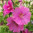 Kép 1/2 - Lavatera 'Burgundy Wine' – Kerti madármályva