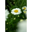 Kép 1/6 - Leucanthemum x superbum (syn.: Chrysanthemum x suberbum, Chrysanthemum maximum) 'Becky' - Kerti margaréta