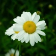Kép 4/6 - Leucanthemum x superbum (syn.: Chrysanthemum x suberbum, Chrysanthemum maximum) 'Becky' - Kerti margaréta