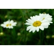Kép 3/6 - Leucanthemum x superbum (syn.: Chrysanthemum x suberbum, Chrysanthemum maximum) 'Becky' - Kerti margaréta