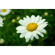 Kép 5/6 - Leucanthemum x superbum (syn.: Chrysanthemum x suberbum, Chrysanthemum maximum) 'Becky' - Kerti margaréta