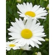 Kép 1/5 - Leucanthemum x superbum (syn.: Chrysanthemum x suberbum, Chrysanthemum maximum) 'Becky' - Kerti margaréta