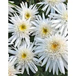 Kép 1/4 - Leucanthemum x superbum 'Christine Hagemann' (Chrys. max.) - Kerti margaréta