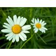 Kép 2/4 - Leucanthemum vulgare – Réti margitvirág - képek rendelés vásárlás a Megyeri Szabolcs Kertészeti webáruházban.