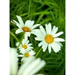 Kép 4/4 - Leucanthemum vulgare – Réti margitvirág - képek rendelés vásárlás a Megyeri Szabolcs Kertészeti webáruházban.
