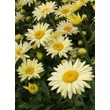 Kép 1/3 - Leucanthemum x superbum 'Banana Cream' - Kerti margaréta