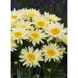 Kép 2/3 - Leucanthemum x superbum 'Banana Cream' - Kerti margaréta