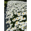 Kép 3/5 - Leucanthemum x superbum - Kerti margaréta