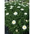 Kép 2/5 - Leucanthemum x superbum - Kerti margaréta