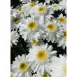 Kép 4/5 - Leucanthemum x superbum - Kerti margaréta