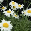 Kép 2/4 - Leucanthemum x superbum 'Gruppenstolz' – Kerti margaréta