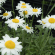 Kép 2/4 - Leucanthemum x superbum 'Gruppenstolz' – Kerti, óriás margaréta