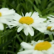 Kép 3/4 - Leucanthemum x superbum 'Gruppenstolz' – Kerti margaréta