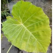 Kép 1/2 - Leucocasia gigantea (syn.: Colocasia gigantea) 'Laosy Giant' - Elefántfül