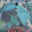 Kép 2/2 - Leucocasia gigantea (syn.: Colocasia gigantea) 'Laosy Giant' - Elefántfül