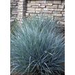 Kép 3/4 - Leymus arenarius 'Blue Dune' – Homoki hajperje