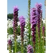 Kép 1/6 - Liatris spicata – Füzéres díszcsorba