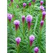 Kép 4/5 - Liatris spicata – Füzéres díszcsorba