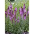 Kép 3/6 - Liatris spicata – Füzéres díszcsorba