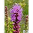 Kép 5/6 - Liatris spicata – Füzéres díszcsorba