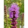 Kép 5/5 - Liatris spicata – Füzéres díszcsorba