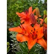 Kép 1/5 - Lilium asiatic 'Abbeville's Pride' – Ázsiai hibrid liliom