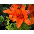 Kép 2/5 - Lilium 'Abbeville's Pride' – Ázsiai hibrid liliom - képek rendelés vásárlás a Megyeri Szabolcs Kertészeti webáruházban.