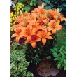Kép 5/5 - Lilium asiatic 'Abbeville's Pride' – Ázsiai hibrid liliom