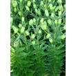 Kép 3/5 - Lilium asiatic 'Abbeville's Pride' – Ázsiai hibrid liliom