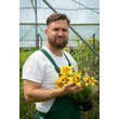 Kép 2/2 - Lilium asiatic 'Joao Pessoa' – Ázsiai liliom