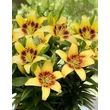 Kép 1/2 - Lilium asiatic 'Joao Pessoa' – Ázsiai liliom