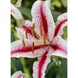 Kép 1/2 - Lilium 'Dizzy' - Keleti (orientale) hibrid liliom