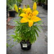 Kép 2/4 - Lilium 'Ilse' – Ázsiai hibrid liliom - képek rendelés vásárlás a Megyeri Szabolcs Kertészeti webáruházban.