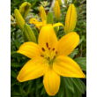 Kép 3/4 - Lilium 'Ilse' – Ázsiai hibrid liliom - képek rendelés vásárlás a Megyeri Szabolcs Kertészeti webáruházban.