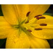 Kép 4/4 - Lilium 'Ilse' – Ázsiai hibrid liliom - képek rendelés vásárlás a Megyeri Szabolcs Kertészeti webáruházban.
