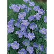 Kép 4/4 - Linum perenne 'Saphir' (syn.:'Saphyr', 'Sapphirre', 'Blau Saphir', 'Blue Sapphire', 'Nanum Saphir', 'Nanum Sapphire', 'Nanum Blau Saphir', 'Nanum Blue Sapphire') – Évelő len