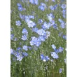 Kép 3/4 - Linum perenne 'Saphir' (syn.:'Saphyr', 'Sapphirre', 'Blau Saphir', 'Blue Sapphire', 'Nanum Saphir', 'Nanum Sapphire', 'Nanum Blau Saphir', 'Nanum Blue Sapphire') – Évelő len