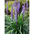 Kép 4/4 - Liriope muscari 'Royal Purple' – Gyöngyikés gyepliliom